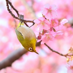 逆さ花見