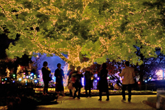 イルミツリーの下