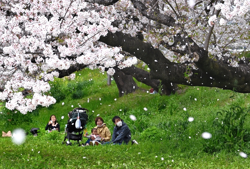 花舞の頃