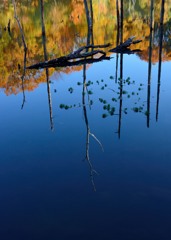 小呂池　立枯れ木の秋