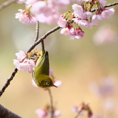 春のぞき