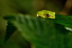 ウトウト