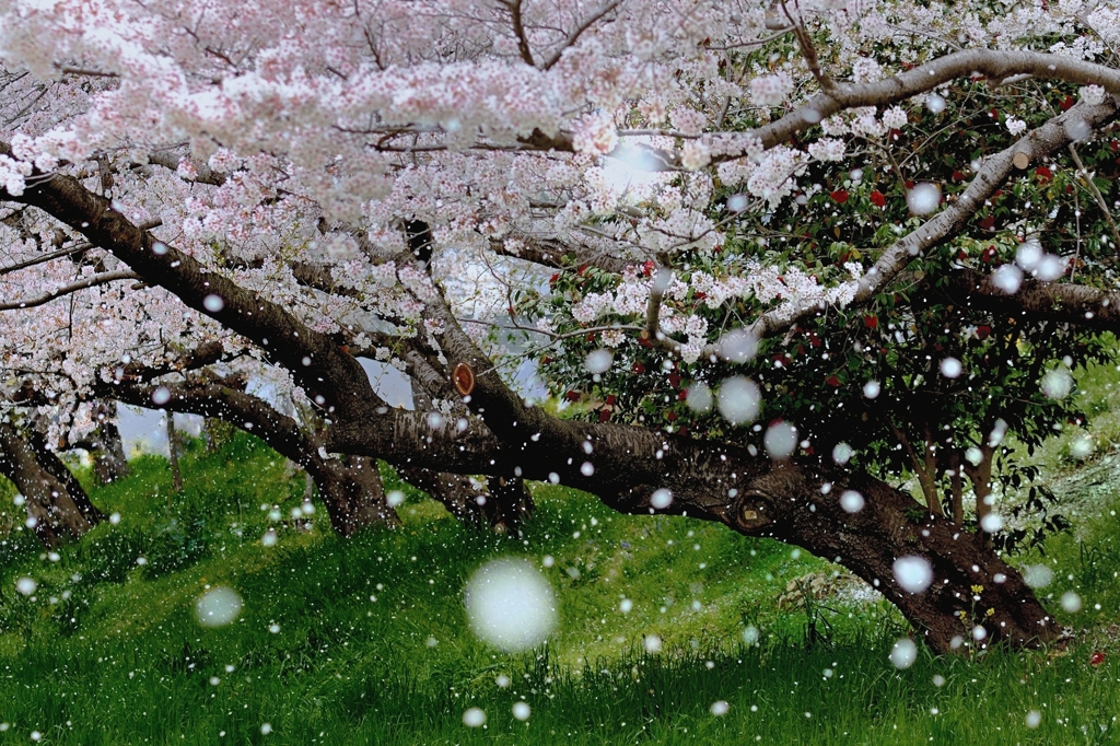 さくら雪