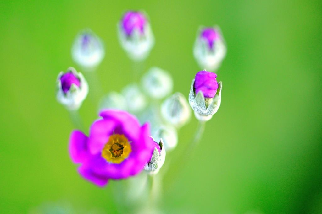 桜草家の家族　（家族の記念写真）