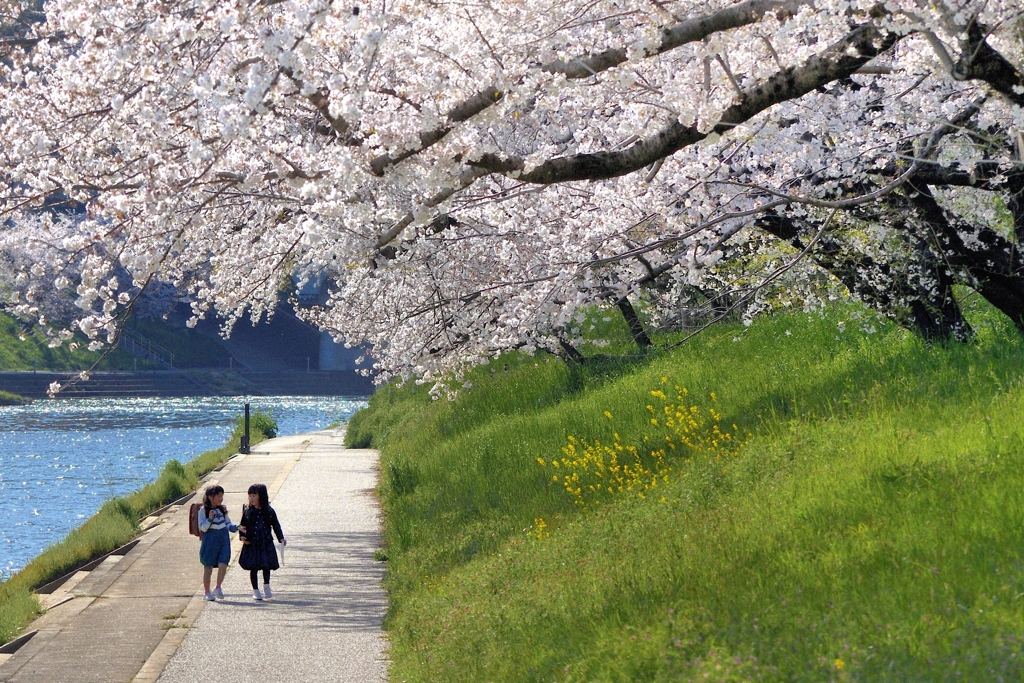 希望 の 桜