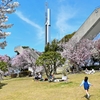 桜日和　希望の塔　