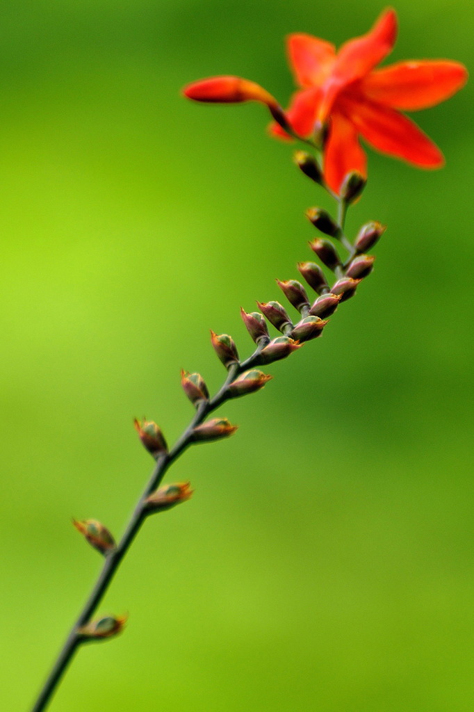 花への階段