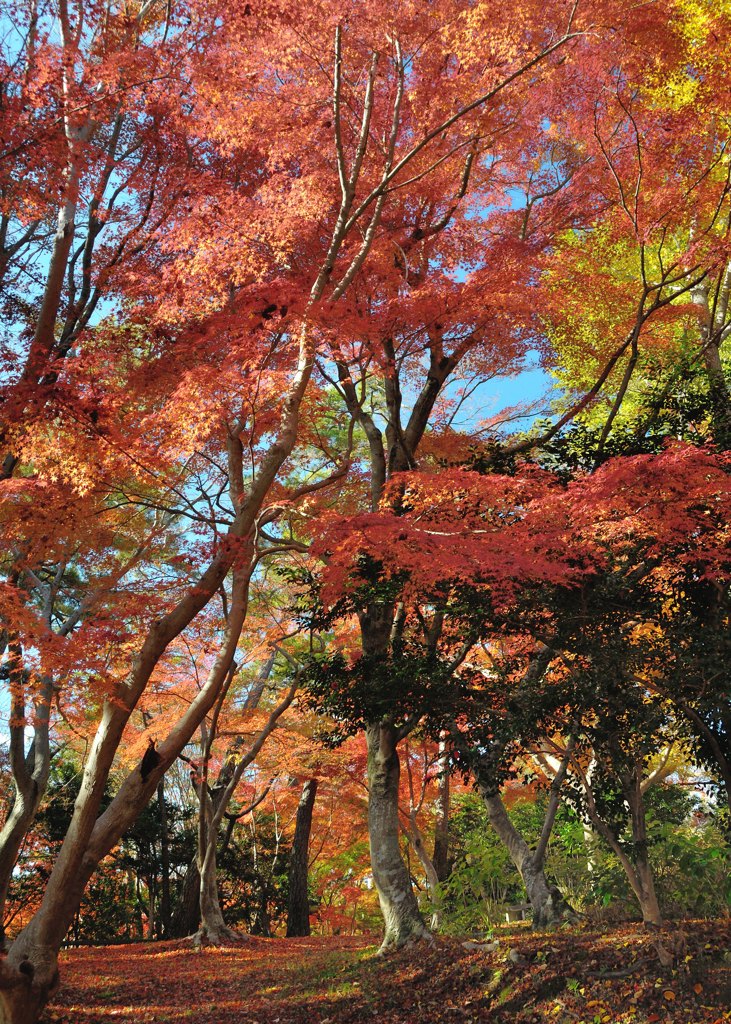 紅葉　小道