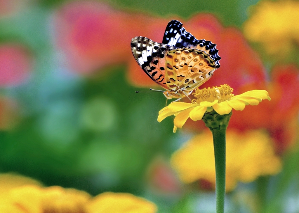 次の花舞台へ