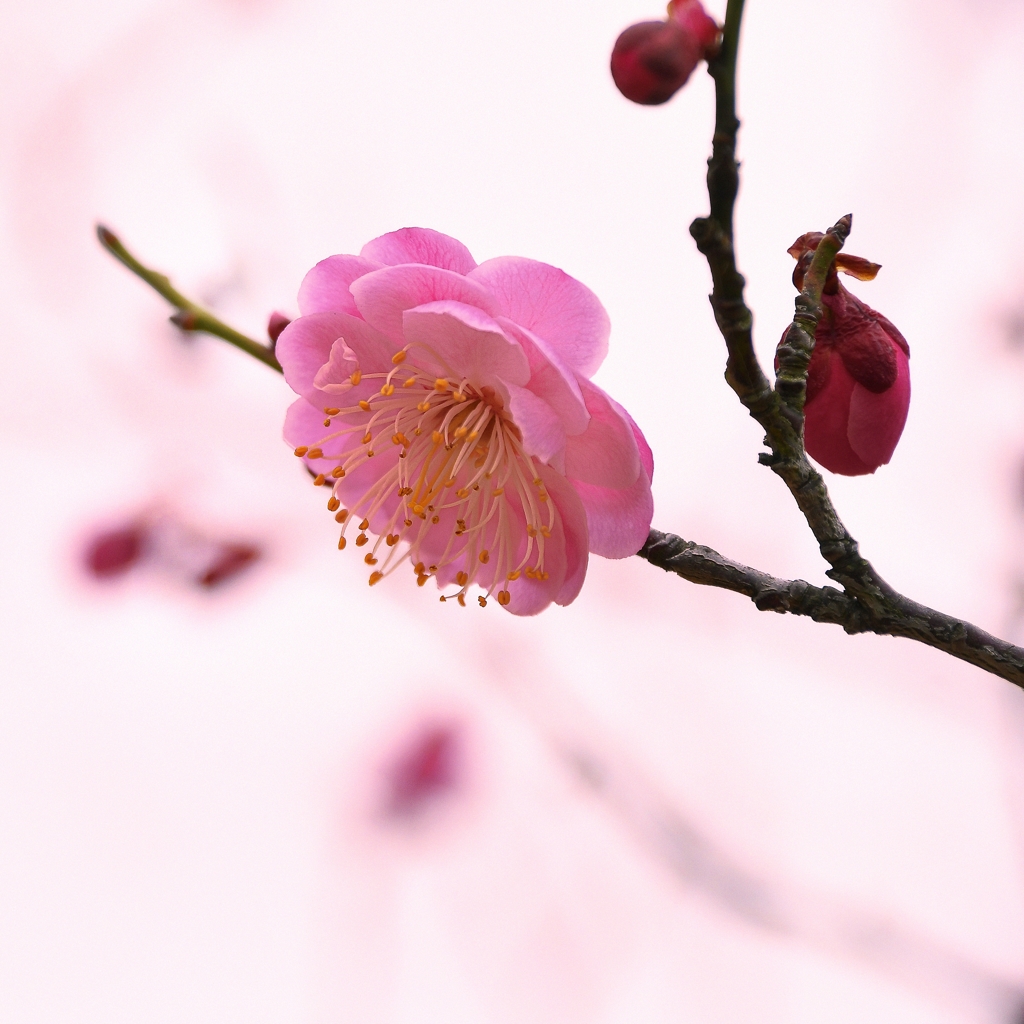 淡春