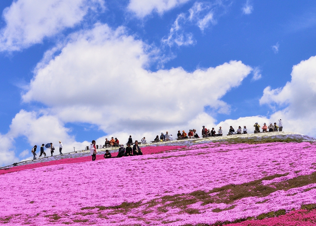天空の芝桜 （ リメイク）