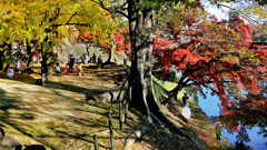 岡崎城　お堀端の秋　そのⅡ