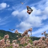 旅立ちのとき　  アサギマダラ物語 山里編　最終章