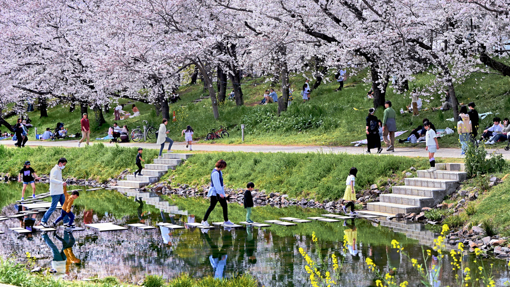 飛び石桜