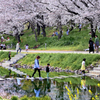 飛び石桜