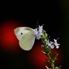 モンシロチョウⅡ