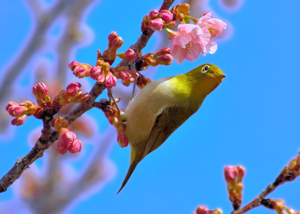 春はいいぜ！