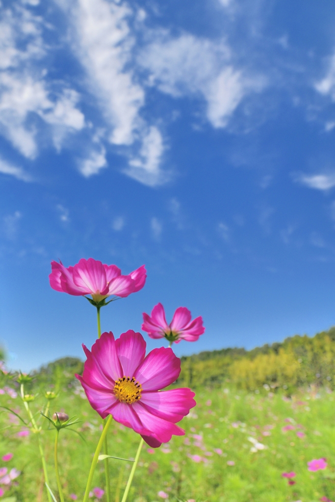 秋雲と秋桜　ふわっとした秋