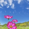 秋雲と秋桜　ふわっとした秋