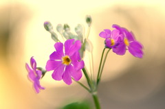 花・陽炎