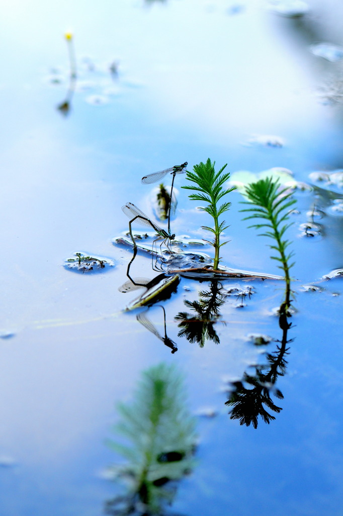 水辺　光の中で