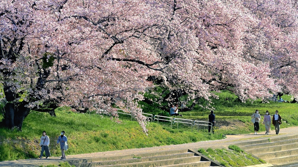 さくら散歩