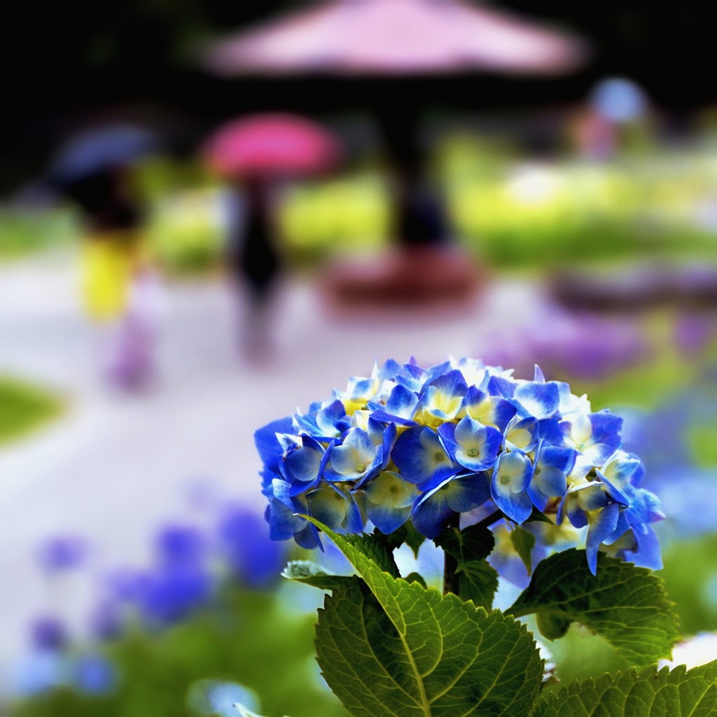 梅雨のはじめ