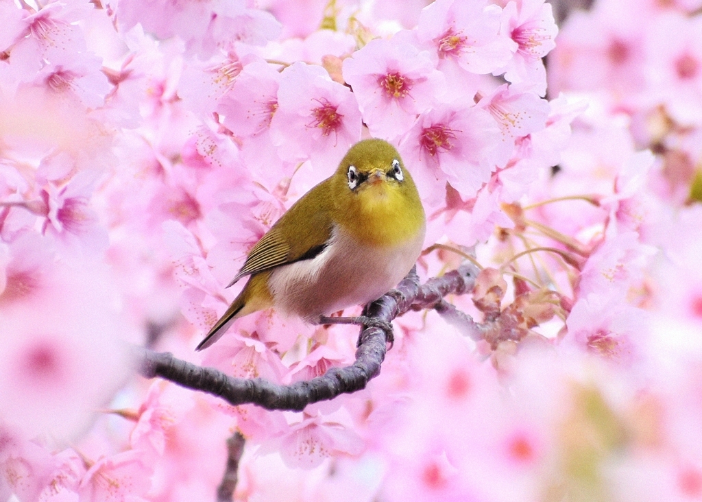 春の光に包まれて　