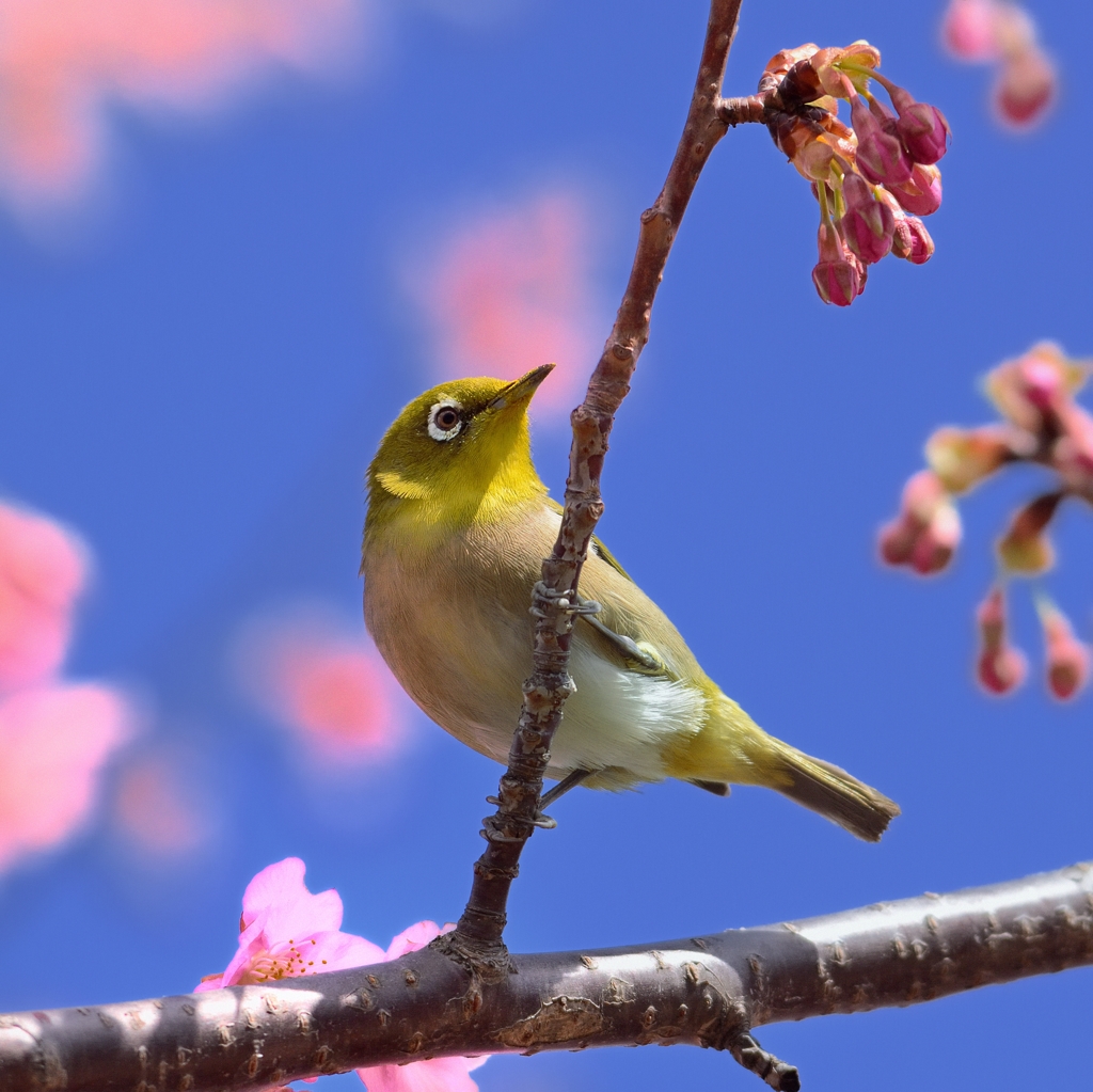 今年は遅いね