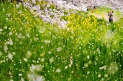 桜雪　