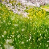 桜雪　