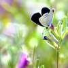 春の草むら