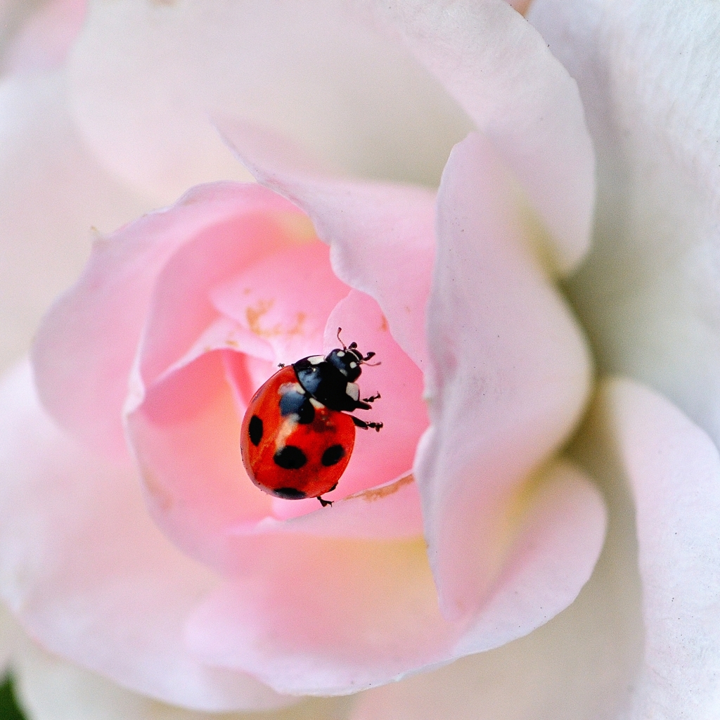 薔薇の香りに