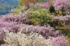 幸田（こうた）のしだれ桜