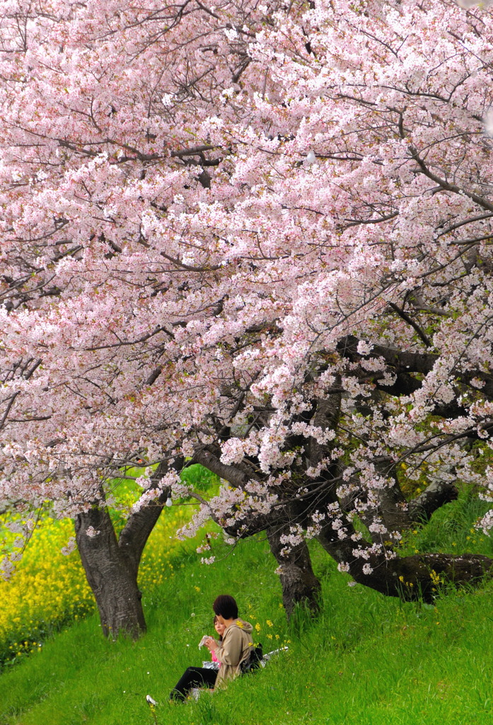 桜の下で