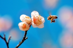 春色ミツバチ