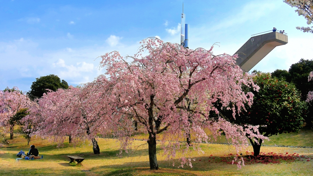 枝垂れ桜と展望台 