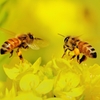 ミツバチの立ち話