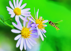 10ミリの冒険者