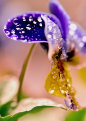 雨上がりのビオラ