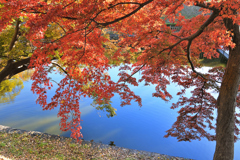 岡崎城　お堀端の紅葉