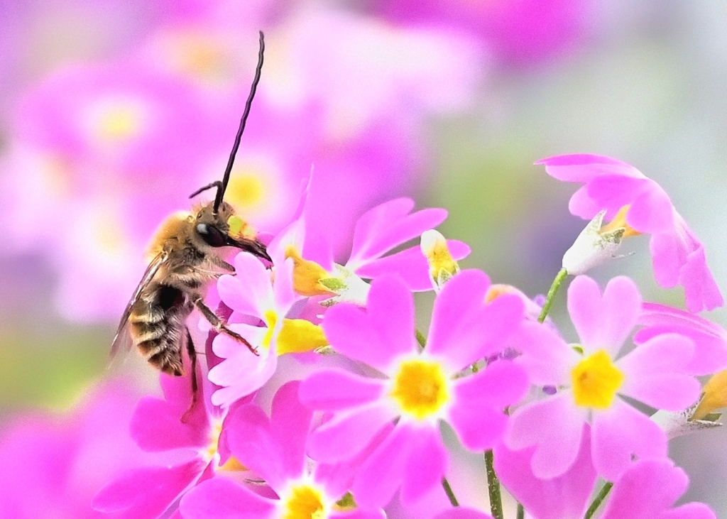 ヒゲナガ君　花粉を付けてどこ行くの