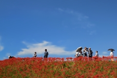 彼岸花　撮影日和