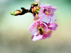 花粉まみれの春