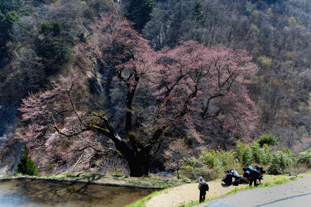 アルプス待ち　駒つなぎの桜