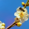 春に着陸