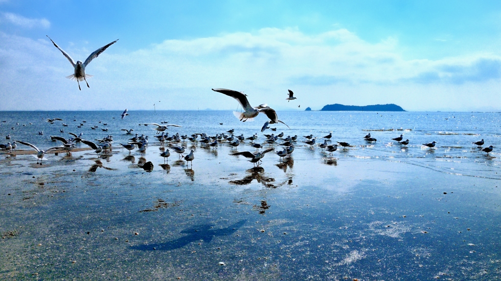 渚のカモメ