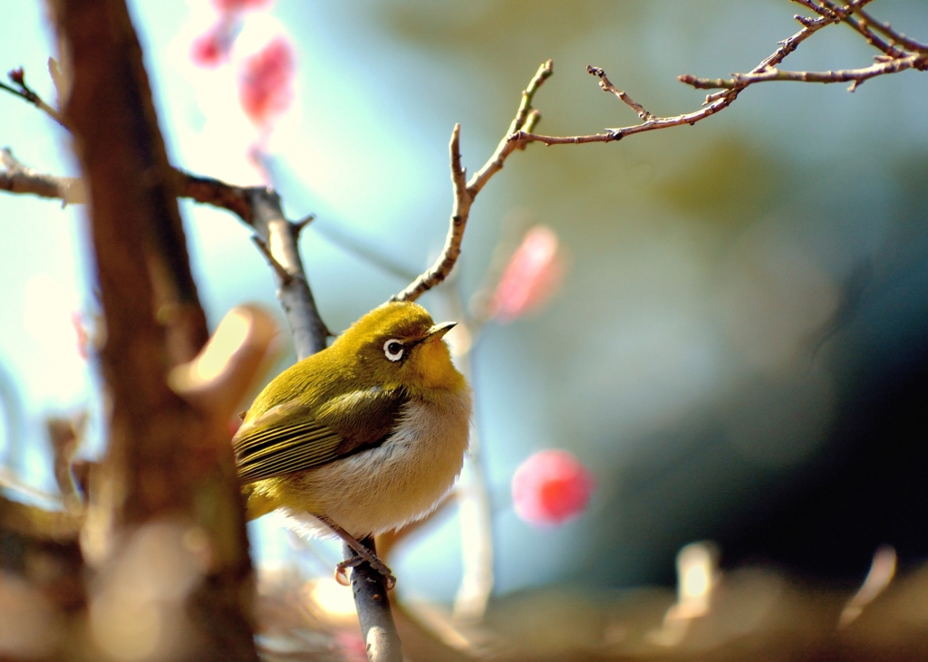 春はどこかな