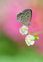 この花　丁度いいんだよね～