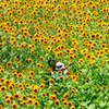 ヒマワリに埋もれて